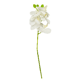 Flor Orquidea Mariposa Blanca | Flores | decoracion