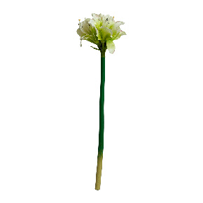 Flor Amaryllis Sencilla Blanca/ Verde | Flores | decoracion