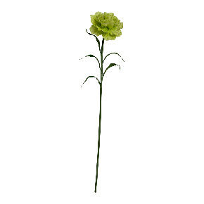 Flor Clavel Sencilla Verde | Flores | decoracion